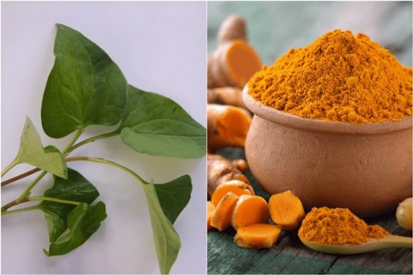 cách trị nám da mặt bằng rau diếp cá và nghệ tươi