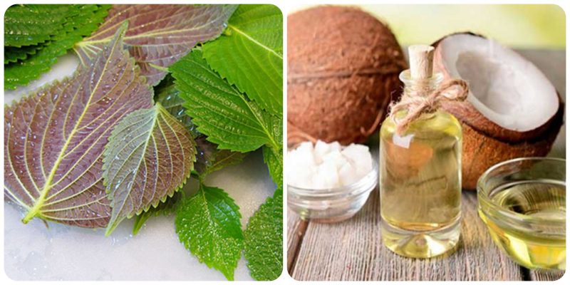 cách làm trắng da mặt bằng lá tía tô dầu dừa