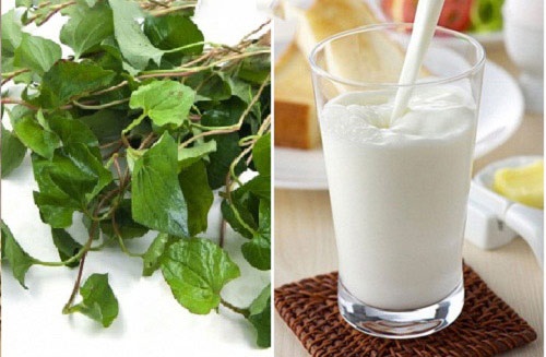 cách trị nám da bằng rau diếp cá và sữa tươi